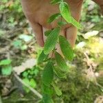 Hypericum punctatum List