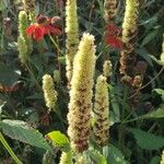 Agastache rugosa Blüte