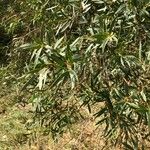 Eucalyptus parvula Hoja