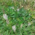 Plantago lanceolataFlower