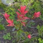 Castilleja miniata ফুল