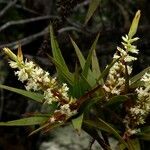 Dracophyllum verticillatum Blüte