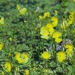 Utricularia gibba Alkat (teljes növény)