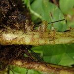 Dryopteris pentheri Sonstige