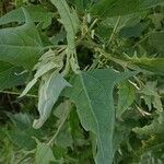 Atriplex sagittata Leaf