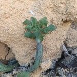 Senecio articulatus Folha