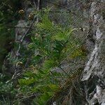 Rhaponticoides alpina Vekstform