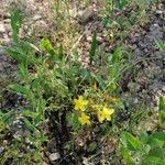 Hypericum linariifolium Flor