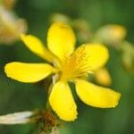 Hypericum australe പുഷ്പം