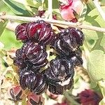 Coriaria myrtifolia Fruit