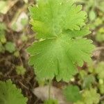 Geranium rotundifolium葉