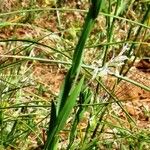 Linum strictum List