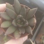 Echeveria affinis Ліст