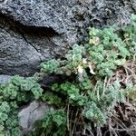 Teucrium rotundifolium Hostoa