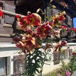 Lilium regale Çiçek