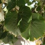 Tilia tomentosa Leaf