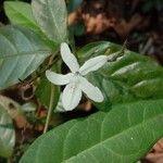 Pseuderanthemum latifolium Blüte