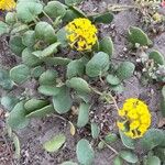Abronia latifolia Flower