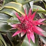 Aechmea fasciata Цвят