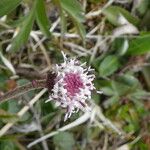 Homogyne alpina Çiçek