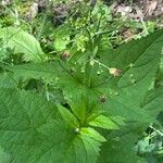 Scrophularia nodosa Blad