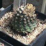 Turbinicarpus lophophoroides List