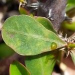 Euphorbia milii Лист