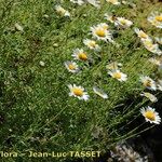 Leucanthemum monspeliense Habit