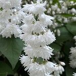 Deutzia gracilisVirág