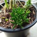 Rhipsalis cereuscula Hoja