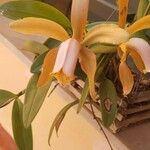 Cattleya forbesii പുഷ്പം