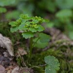 Chrysosplenium alternifolium Blatt