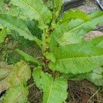 Rumex × acutus Leaf