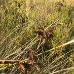 Juncus capitatus Fruit