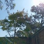 Leucaena esculentaDelienn