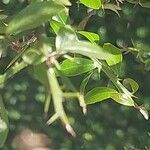 Citrus australasica Leaf