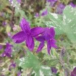 Salvia viridis Flower