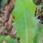 Crepis pulchra Hoja