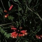 Campsidium valdivianum Flor