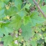 Ribes alpinum Fuelha