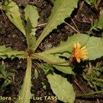 Taraxacum besarabicum Vekstform