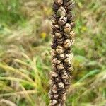 Verbascum thapsus果實