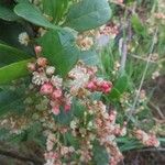 Muehlenbeckia hastulata Flor