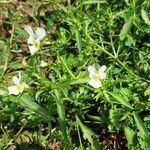 Viola arvensis Hábito