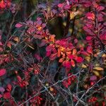 Berberis thunbergii葉