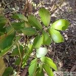 Protium spruceanum Лист