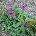 Orchis masculaFlower