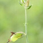 Crotalaria spectabilis ᱡᱚ