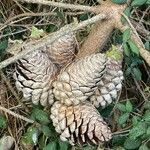 Pinus radiata Fruit