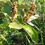 Byrsonima spicata Blad